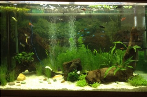 Rated #90: 47 Gallons Planted Tank - Apx 215 litre (47 gallon) Amazon
aquarium (seems to be a brand that
no longer operates). AquaOne CF1000
external canister filter. Crushed
coral gravel. Battery operated
gravel vacuum cleaner. 2 air stones
operated by a Tetratec air pump.
Juwel hood lighting with 2 x 30W
bulbs, one with blue and the other
with red spectrum. Temperature kept
at 26c. Rated #90: 47 Gallons Planted Tank - Apx 215 litre (47 gallon) Amazon
aquarium (seems to be a brand that
no longer operates). AquaOne CF1000
external canister filter. Crushed
coral gravel. Battery operated
gravel vacuum cleaner. 2 air stones
operated by a Tetratec air pump.
Juwel hood lighting with 2 x 30W
bulbs, one with blue and the other
with red spectrum. Temperature kept
at 26c.