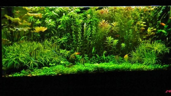 Rated #6: 77 Gallons Planted Tank - look for yourself.... Rated #6: 77 Gallons Planted Tank - look for yourself....