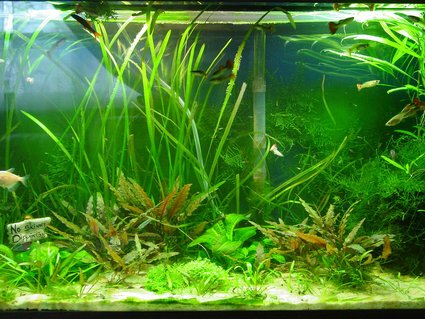 Rated #84: 30 Gallons Planted Tank - 30 Gallon family tank Rated #84: 30 Gallons Planted Tank - 30 Gallon family tank