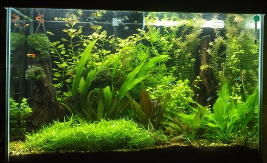 Rated #9: 70 Gallons Planted Tank - miracle grow potting soil with gravel cap for Substrate DIY co2 6 30w t12 lamps 36\ Rated #9: 70 Gallons Planted Tank - miracle grow potting soil with gravel cap for Substrate DIY co2 6 30w t12 lamps 36" long on 10 hours a day no Fertilizers 30% water change weekly