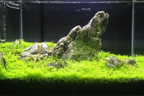 Rated #6: 6 Gallons Planted Tank - Iwagumi style tank! With 15 crystal red shrimps and 3 otocinclus fish Rated #6: 6 Gallons Planted Tank - Iwagumi style tank! With 15 crystal red shrimps and 3 otocinclus fish