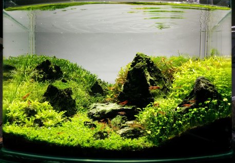 Rated #1: 3 Gallons Planted Tank - 9 months after establishment Rated #1: 3 Gallons Planted Tank - 9 months after establishment