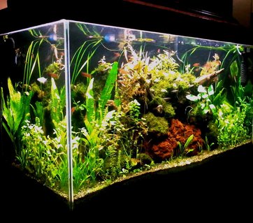 Rated #9: 90 Gallons Planted Tank - 48 x 24 x 18 inches (low tech/ natural method) Latest image taken with java ferns.
DIY lighting system with 1 x 28 watt blue lamp (subdued light) and 4 x 28 watt T5 tube all on timer. DIY overhead filter with enclosed pre-filter inside a very large plant box. DIY CO2 (yeast) directly injected at the moment with powerhead. Top Substrate is sieved construction gravel (2-3 mm) while underneath is a combination of dirt and potting soil. 8 gallon up to 50% weekly water change depending on my mood. DIY excel daily while DIY fertilizer formula and DIY trace element on schedule basis. The application regimen is carried-out by daughter and wife (only home at weekends). Air pump on at 6pm and off at 6am. Rated #9: 90 Gallons Planted Tank - 48 x 24 x 18 inches (low tech/ natural method) Latest image taken with java ferns.
DIY lighting system with 1 x 28 watt blue lamp (subdued light) and 4 x 28 watt T5 tube all on timer. DIY overhead filter with enclosed pre-filter inside a very large plant box. DIY CO2 (yeast) directly injected at the moment with powerhead. Top Substrate is sieved construction gravel (2-3 mm) while underneath is a combination of dirt and potting soil. 8 gallon up to 50% weekly water change depending on my mood. DIY excel daily while DIY fertilizer formula and DIY trace element on schedule basis. The application regimen is carried-out by daughter and wife (only home at weekends). Air pump on at 6pm and off at 6am.