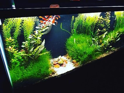 Rated #12: 72 Gallons Planted Tank - 55 gallon scape. Crypt. Wendtii, Ludwigia Repens, Rotala Indica, Christmas Moss. Petrified wood from Cedar Mountain, Utah in the center. Rated #12: 72 Gallons Planted Tank - 55 gallon scape. Crypt. Wendtii, Ludwigia Repens, Rotala Indica, Christmas Moss. Petrified wood from Cedar Mountain, Utah in the center.