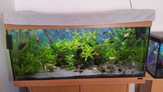Rated #28: 40 Gallons Planted Tank - Juwel Rio 180 Rated #28: 40 Gallons Planted Tank - Juwel Rio 180