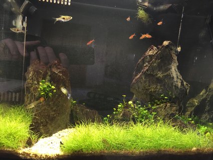 Rated #27: 34 Gallons Planted Tank - Fluval Flex 34L nano tank. Curved from means I cannot get a picture without a reflection in it. Rated #27: 34 Gallons Planted Tank - Fluval Flex 34L nano tank. Curved from means I cannot get a picture without a reflection in it.