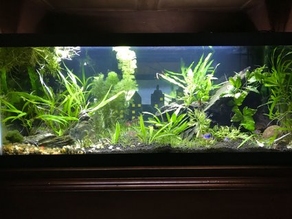 Rated #18: 20 Gallons Planted Tank - 20 Long \ Rated #18: 20 Gallons Planted Tank - 20 Long "Fish City"
