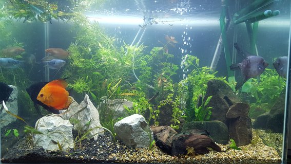 Rated #29: 54 Gallons Planted Tank - First pic, just got it set up after a 100 mile transport, down and up in a day with fish back in their home Rated #29: 54 Gallons Planted Tank - First pic, just got it set up after a 100 mile transport, down and up in a day with fish back in their home
