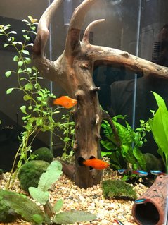 Rated #34: 20 Gallons Planted Tank - 20 gallon hex tall tank, freshwater, with fish and live plants, drift wood center piece Rated #34: 20 Gallons Planted Tank - 20 gallon hex tall tank, freshwater, with fish and live plants, drift wood center piece
