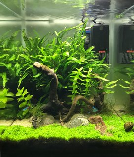 Rated #10: 10 Gallons Planted Tank - Tank after 6 months, Monte Carlo has taken well. Rated #10: 10 Gallons Planted Tank - Tank after 6 months, Monte Carlo has taken well.