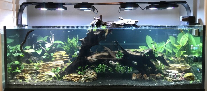 Rated #15: 180 Gallons Planted Tank - My 180
Ecotech radions
Mp10
Vecter return
Fluval fx6 mechanical only
Co2 dosed
6 auto dosers
Smart ato
24 watts uv sterilizer Rated #15: 180 Gallons Planted Tank - My 180
Ecotech radions
Mp10
Vecter return
Fluval fx6 mechanical only
Co2 dosed
6 auto dosers
Smart ato
24 watts uv sterilizer
