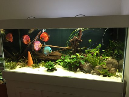 Rated #14: 143 Gallons Planted Tank - Planted South American/Discus biotope Rated #14: 143 Gallons Planted Tank - Planted South American/Discus biotope