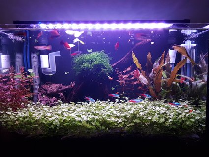 Rated #22: 10 Gallons Planted Tank - Super. Rated #22: 10 Gallons Planted Tank - Super.