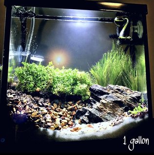 Rated #33: 1 Gallon Planted Tank - 1 gallon Rated #33: 1 Gallon Planted Tank - 1 gallon