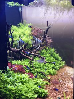 Rated #4: 42 Gallons Planted Tank - Blue Angels! Rated #4: 42 Gallons Planted Tank - Blue Angels!