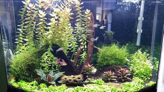Rated #7: 36 Gallons Planted Tank - My first planted tank Rated #7: 36 Gallons Planted Tank - My first planted tank