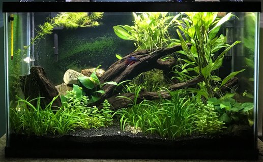 Rated #1: 29 Gallons Planted Tank - My Planted Aquarium Rated #1: 29 Gallons Planted Tank - My Planted Aquarium