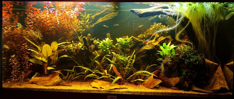 Rated #24: 47 Gallons Planted Tank - Front Rated #24: 47 Gallons Planted Tank - Front