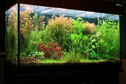 Rated #3: 75 Gallons Planted Tank - tank size 120 x 45 x 65 lighting 8 x 36 watt T8 Fluorescent filtration Eheim 2217 Plus CO2 pressure controlled by pH changes. Micro and macro elements(DIY) added 3 times weekly A routine of a 50% water change every week Rated #3: 75 Gallons Planted Tank - tank size 120 x 45 x 65 lighting 8 x 36 watt T8 Fluorescent filtration Eheim 2217 Plus CO2 pressure controlled by pH changes. Micro and macro elements(DIY) added 3 times weekly A routine of a 50% water change every week