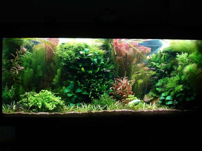 Rated #9: 53 Gallons Planted Tank - 240L 120 x 40 x 50,
Fluorescent lightning T8: 4 x 38W
Filtration: Eheim 2236 600l/h & Juwel Compact 1000l/h,
CO2 addition, fertilisation with PMDD or Profito twice a week, daily Easycarbo 5ml &
50-60% water change weekly Rated #9: 53 Gallons Planted Tank - 240L 120 x 40 x 50,
Fluorescent lightning T8: 4 x 38W
Filtration: Eheim 2236 600l/h & Juwel Compact 1000l/h,
CO2 addition, fertilisation with PMDD or Profito twice a week, daily Easycarbo 5ml &
50-60% water change weekly