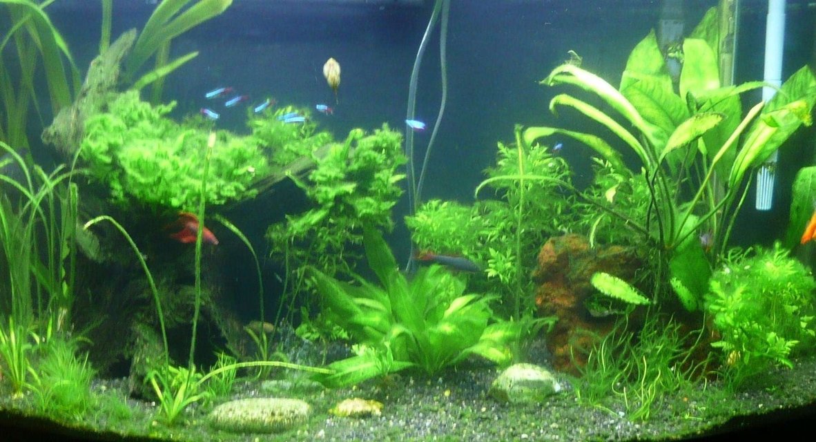 Rated #87: 46 Gallons Planted Tank - Planted tank 11.05.07 Rated #87: 46 Gallons Planted Tank - Planted tank 11.05.07