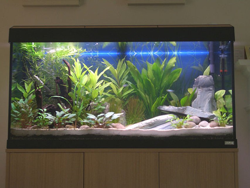 Rated #62: 44 Gallons Planted Tank - This pic is at 4 weeks old. Plants doing very well in the Tetra Complete substrate (with sand and grit) and feeding once a week with Nutrafin Plant Gro.
08-12-07 (8 weeks) - will need to get a new pic as the plants are much bigger now. The Star Grass on the rear left has been chopped back once already. Rated #62: 44 Gallons Planted Tank - This pic is at 4 weeks old. Plants doing very well in the Tetra Complete substrate (with sand and grit) and feeding once a week with Nutrafin Plant Gro.
08-12-07 (8 weeks) - will need to get a new pic as the plants are much bigger now. The Star Grass on the rear left has been chopped back once already.
