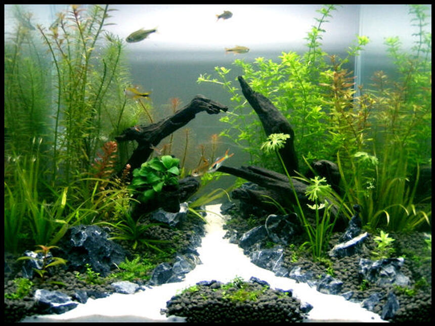 Rated #3: 30 Gallons Planted Tank - Tank: Aqua One 30cm Cube
Substrate: Up Aqua Soil
Filter: HOB
Co2: DIY
Diffuser: Up Aqua
Lights: 2x24w PC
Plants: Hemianthus Callitrichoides, Blyxa Japonica, Ranunculus Inundatus, Rotala Nanjenshan, Pogostemon Helferi, Hemianthus Micranthemoides, Rotala Rosea, Rotala Macrandra, Rotala Wallichii, Rotala Macrandra Mini, Anubias Nana Petite, Proserpinaca Palustris, Tonina Fluviatilis, Syngonanthus Sp
Inhabitants: 8x Silver Tipped Tetra Rated #3: 30 Gallons Planted Tank - Tank: Aqua One 30cm Cube
Substrate: Up Aqua Soil
Filter: HOB
Co2: DIY
Diffuser: Up Aqua
Lights: 2x24w PC
Plants: Hemianthus Callitrichoides, Blyxa Japonica, Ranunculus Inundatus, Rotala Nanjenshan, Pogostemon Helferi, Hemianthus Micranthemoides, Rotala Rosea, Rotala Macrandra, Rotala Wallichii, Rotala Macrandra Mini, Anubias Nana Petite, Proserpinaca Palustris, Tonina Fluviatilis, Syngonanthus Sp
Inhabitants: 8x Silver Tipped Tetra's, 8x Endlers Guppies, Crystal Red Shrimp