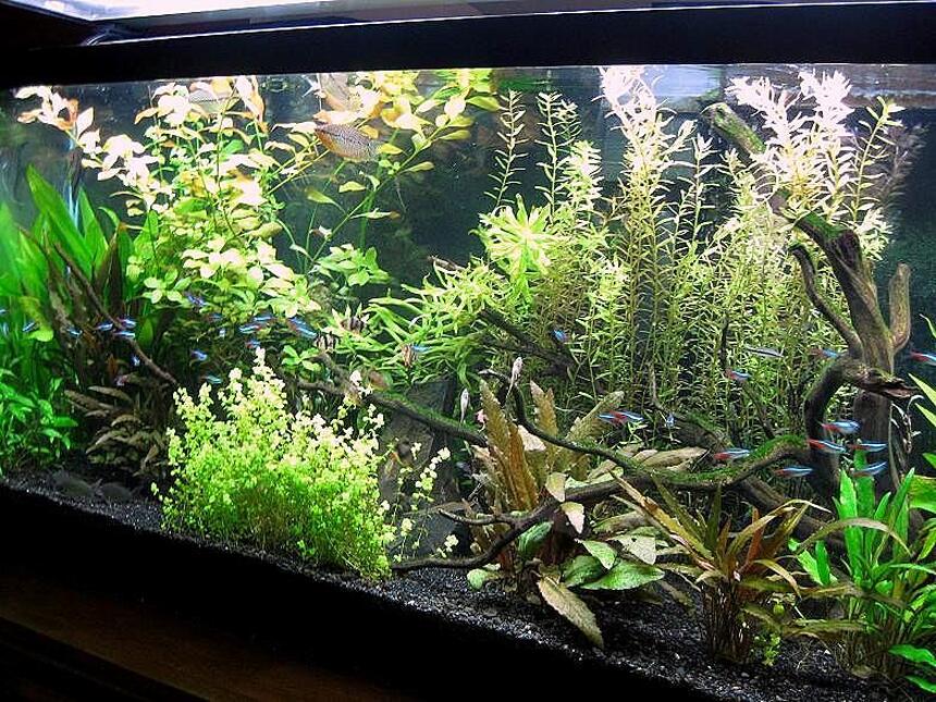 Rated #10: 10 Gallons Planted Tank - This is my 55 gallon tank with live plants. It has been up since March with plants being added slowly since then. For decor I used driftwood and large black rocks. Filtration is an Aqueon 55 HOB and an extra Penguin 150 HOB. I keep the temp at 78 degrees. The lighting is Coralife CF at 5wpg on 6 hours per day. I use pressurized CO2. For livestock I have 1 angelfish, 3 pearl gourami, 7 tiger barbs (no, they don\ Rated #10: 10 Gallons Planted Tank - This is my 55 gallon tank with live plants. It has been up since March with plants being added slowly since then. For decor I used driftwood and large black rocks. Filtration is an Aqueon 55 HOB and an extra Penguin 150 HOB. I keep the temp at 78 degrees. The lighting is Coralife CF at 5wpg on 6 hours per day. I use pressurized CO2. For livestock I have 1 angelfish, 3 pearl gourami, 7 tiger barbs (no, they don't bother anyone), a large school of neon tetras, 4 emerald green corycats, 2 yo-yo loaches, 7 amano shrimp, 7 otocinclus. Be gentle, I'm new at this!