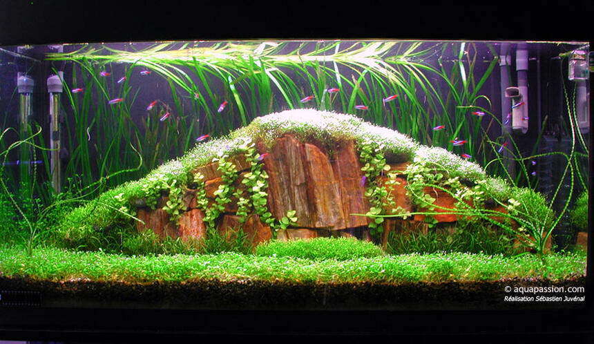Rated #4: Planted Tank - Tank 35 gall
36X12X18
Light 4X30W
Fluval 204
2XCO2 nutrafin
Special project for an amano style tank. . A great challenge.
Glossostigma, riccia fluitans, vallisneria spiralis, Lysicmachia aurea, lileaopsis novaezelandiae, Crinum calamistratum
Neon tetra, amano shrimp Rated #4: Planted Tank - Tank 35 gall
36X12X18
Light 4X30W
Fluval 204
2XCO2 nutrafin
Special project for an amano style tank. . A great challenge.
Glossostigma, riccia fluitans, vallisneria spiralis, Lysicmachia aurea, lileaopsis novaezelandiae, Crinum calamistratum
Neon tetra, amano shrimp