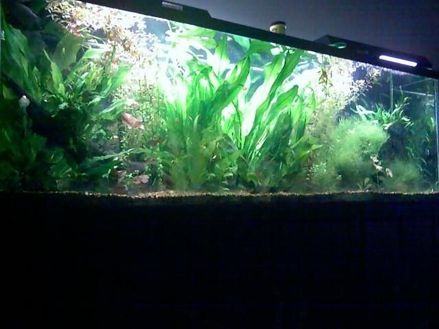 Rated #90: 125 Gallons Planted Tank - My 125 Amazon Tank Rated #90: 125 Gallons Planted Tank - My 125 Amazon Tank