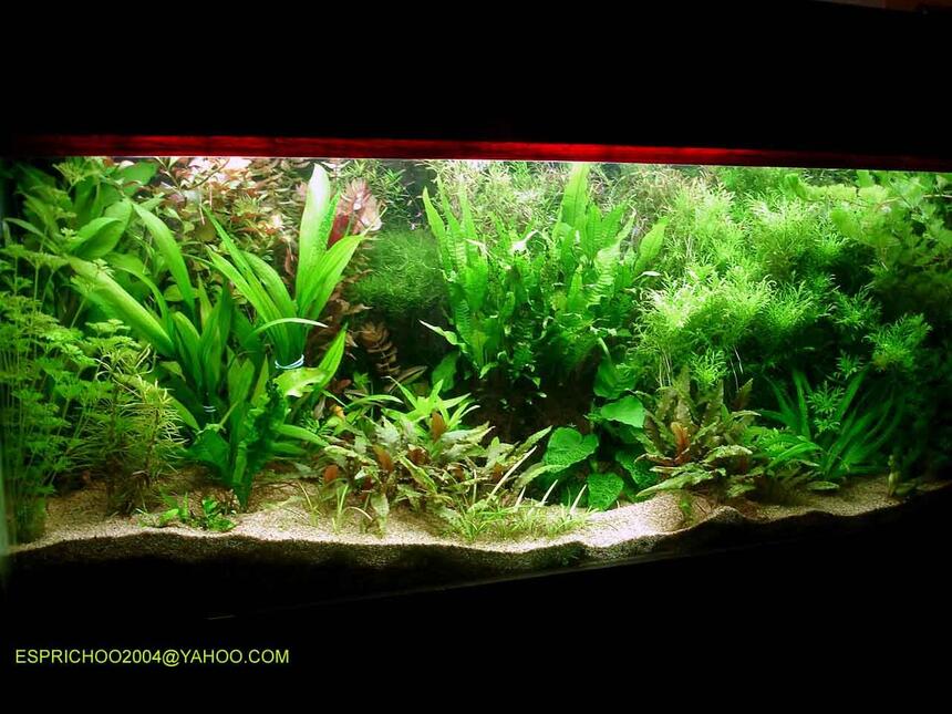 Rated #16: 140 Gallons Planted Tank - fish paradise Rated #16: 140 Gallons Planted Tank - fish paradise
