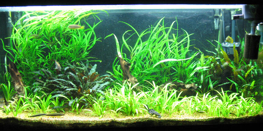 Rated #35: 86 Gallons Planted Tank - Aquatic Delight. Rated #35: 86 Gallons Planted Tank - Aquatic Delight.