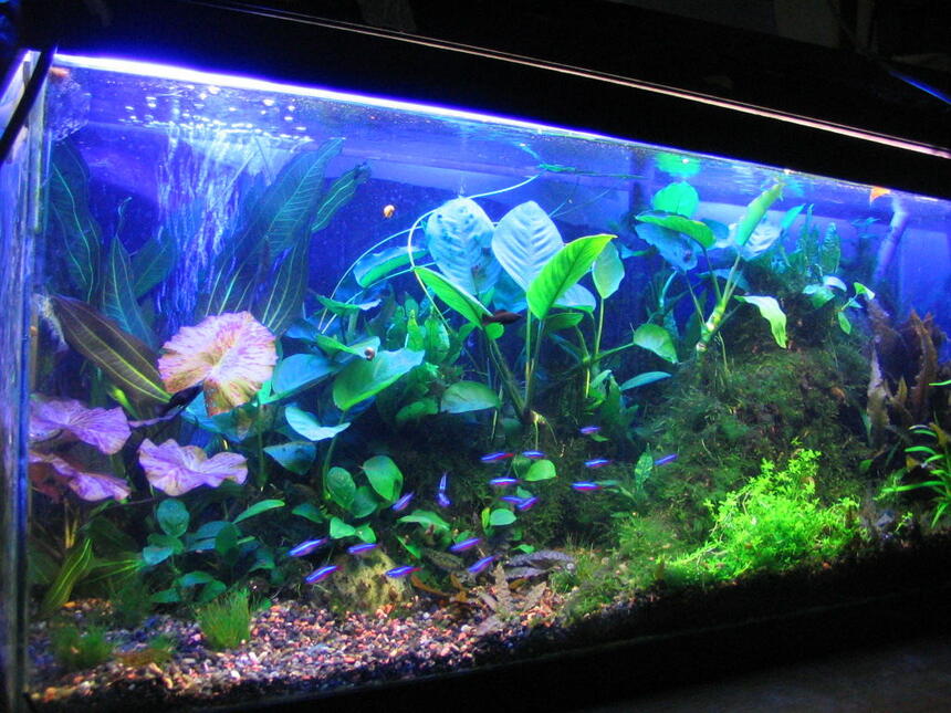 Rated #22: 100 Gallons Planted Tank - 30 gallon Rated #22: 100 Gallons Planted Tank - 30 gallon
