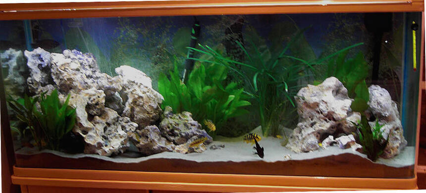 Rated #80: 50 Gallons Planted Tank - Sucessful planted malawian cichlid aquarium. fish include yellow labs, hornets and blue alhi. filtertion provided by a large wet and dry filter. Rated #80: 50 Gallons Planted Tank - Sucessful planted malawian cichlid aquarium. fish include yellow labs, hornets and blue alhi. filtertion provided by a large wet and dry filter.