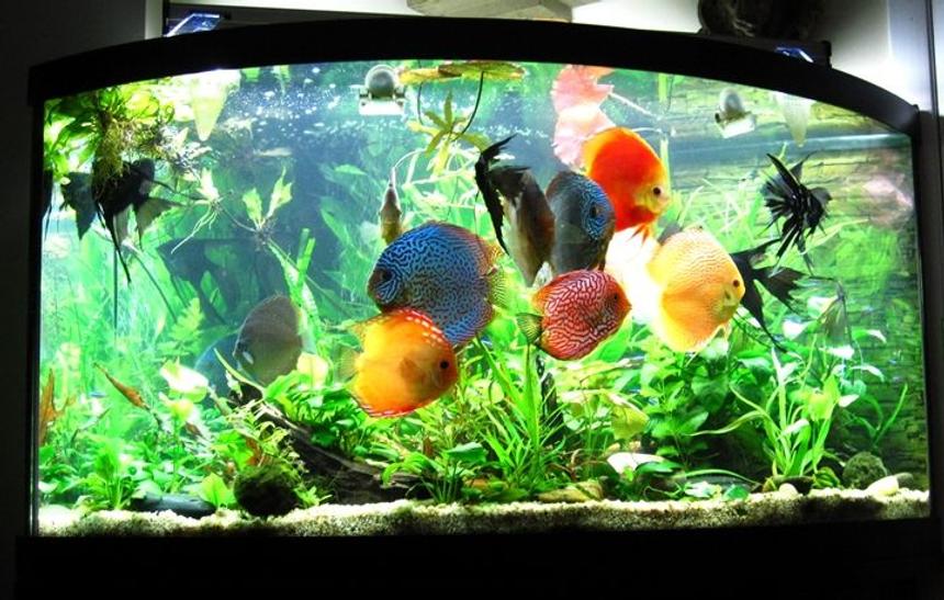 Rated #26: 96 Gallons Planted Tank - Planted Discus Tank 96 gallons Rated #26: 96 Gallons Planted Tank - Planted Discus Tank 96 gallons