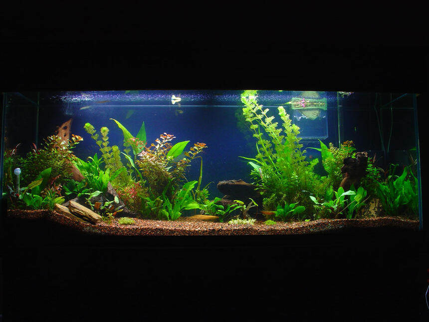 Rated #24: 110 Gallons Planted Tank - 2 months Rated #24: 110 Gallons Planted Tank - 2 months