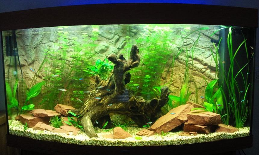 Rated #92: 68 Gallons Planted Tank - my tank after 1 month Rated #92: 68 Gallons Planted Tank - my tank after 1 month