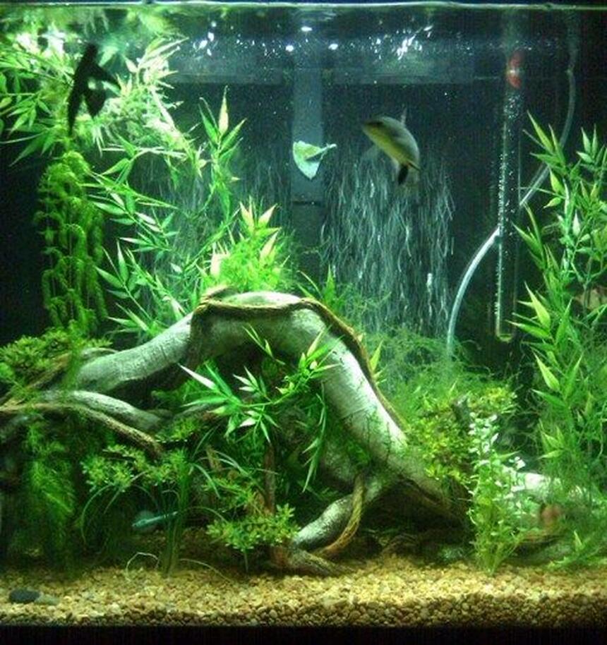 Rated #38: 40 Gallons Planted Tank - just started adding live plants Rated #38: 40 Gallons Planted Tank - just started adding live plants