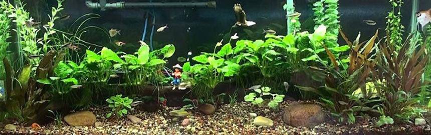 Rated #61: 55 Gallons Planted Tank - Redone 55gal -switched over to planted tank. Have one male krib (female died), black neons, redfinned tetras, rasboras, cories, hatchet fish, boesmani rainbows, and otos. Rena XP2 filter, river decor with air bubbles, driftwood with anubius, sword, bacopa, cryptoccoryne, mini sword,sagittaria, fake cabomba because I can Rated #61: 55 Gallons Planted Tank - Redone 55gal -switched over to planted tank. Have one male krib (female died), black neons, redfinned tetras, rasboras, cories, hatchet fish, boesmani rainbows, and otos. Rena XP2 filter, river decor with air bubbles, driftwood with anubius, sword, bacopa, cryptoccoryne, mini sword,sagittaria, fake cabomba because I can't grow that one, and a couple of fake low round leaf plants. Ecocomplete is substrate with some natural medium gravel.