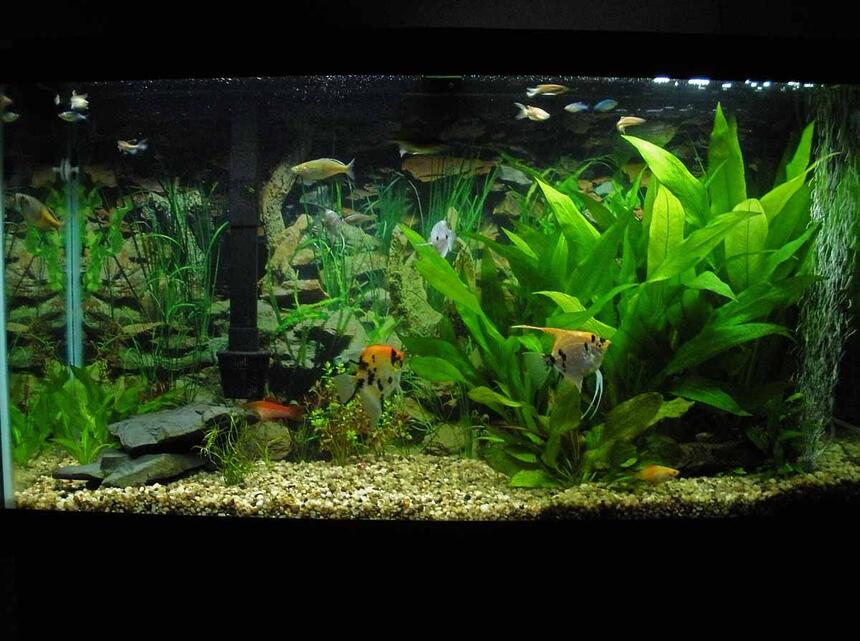 Rated #88: 38 Gallons Planted Tank - My 38 Gallon aquarium. Rated #88: 38 Gallons Planted Tank - My 38 Gallon aquarium.