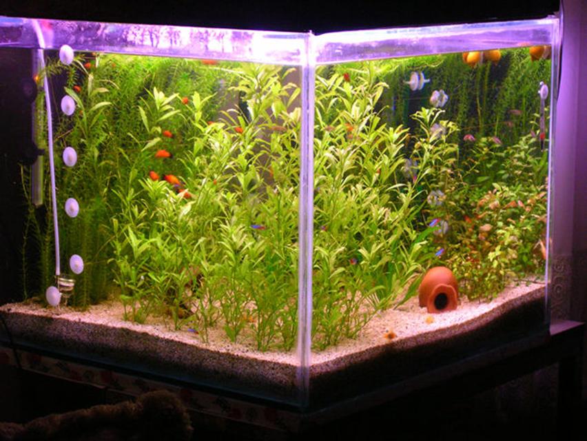 Rated #82: 57 Gallons Planted Tank - by akyildiz Rated #82: 57 Gallons Planted Tank - by akyildiz