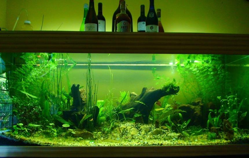 Rated #93: 150 Gallons Planted Tank - Update of my First Low Cost Planted Aquarium : The Dream II Rated #93: 150 Gallons Planted Tank - Update of my First Low Cost Planted Aquarium : The Dream II
