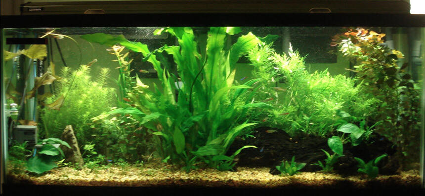 Rated #57: 55 Gallons Planted Tank - My 55 Gallon Tank Rated #57: 55 Gallons Planted Tank - My 55 Gallon Tank