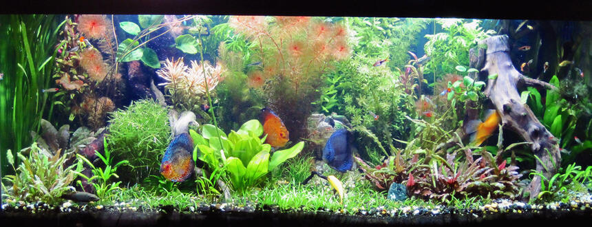 Rated #9: 75 Gallons Planted Tank - A full view of my 75 gal discus planted tank Rated #9: 75 Gallons Planted Tank - A full view of my 75 gal discus planted tank