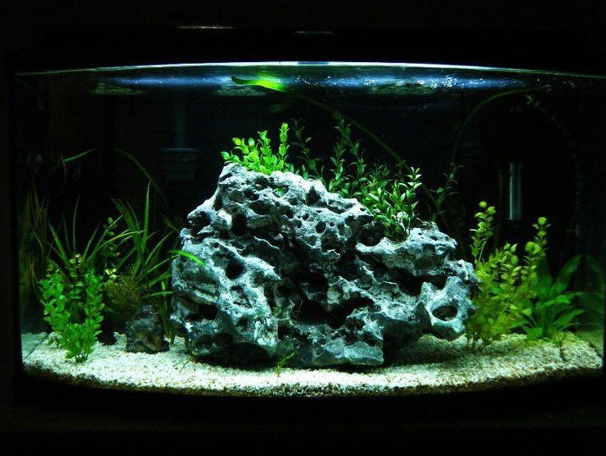Rated #95: 46 Gallons Planted Tank - i actualy didnt even plan on rearanging my aquarium untill i came across this rock.it is a forty six-gallon bowfront. the substrate is crushed coral, live plants from a local river, the rock actualy came from the same river, i saw it when i was snorkeling and had to go back and get it! i currently only have five, inch long african cichlids. one daffodill, two yellow labs, and two kenyii. the filtration consists of two hang on penguin bio wheel 300 Rated #95: 46 Gallons Planted Tank - i actualy didnt even plan on rearanging my aquarium untill i came across this rock.it is a forty six-gallon bowfront. the substrate is crushed coral, live plants from a local river, the rock actualy came from the same river, i saw it when i was snorkeling and had to go back and get it! i currently only have five, inch long african cichlids. one daffodill, two yellow labs, and two kenyii. the filtration consists of two hang on penguin bio wheel 300's. lighting is provided by only one flourescent 10,000 k bulb, when i can afford it im gonna get a twin bulb compact fixture. the heater keeps the tank a constant 78 degrees f. and the koralia current creator helps keep the water moving constantly, it flows around the front of the rock, keep in mind this tank was created on a budget