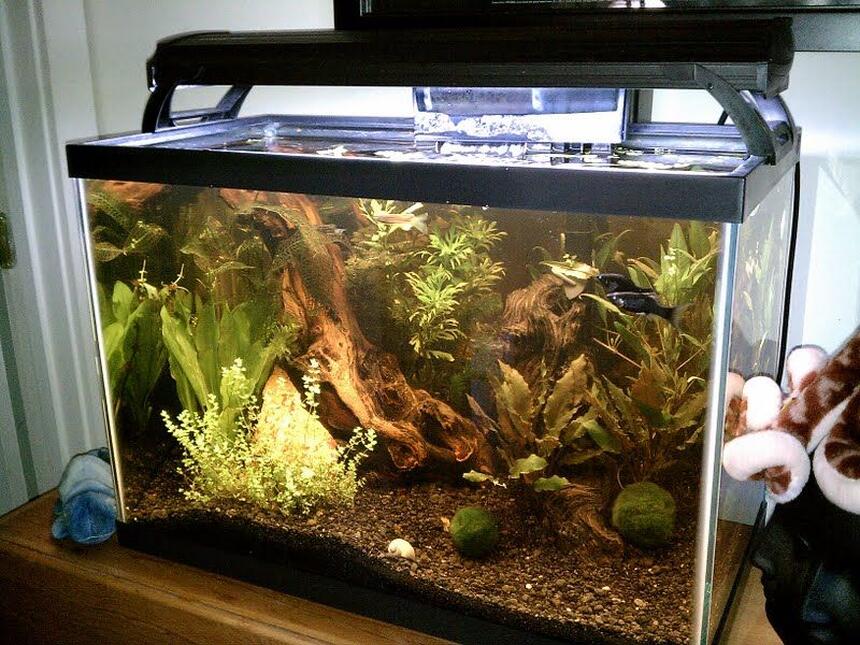 Rated #64: 125 Gallons Planted Tank - Natural 20G...Its running a Bio-Wheel 200 and a 50w Pro Stealth heater. Eco-Complete substrate and african driftwood(still leeching after 6 months) The plants are wisteria, hornwort, java fern, anacharis, baby dwarf tears and floating baby tears. A Madagascar lace, plus some others I cant remember the names. Plus 2 marimo moss balls. The inhabitants are 2 dwarf gouramis, 2 blue rams, 2 black mollys, 2 long finned leopard danios, 2 zebra danios and 2 mystery snails. Rated #64: 125 Gallons Planted Tank - Natural 20G...Its running a Bio-Wheel 200 and a 50w Pro Stealth heater. Eco-Complete substrate and african driftwood(still leeching after 6 months) The plants are wisteria, hornwort, java fern, anacharis, baby dwarf tears and floating baby tears. A Madagascar lace, plus some others I cant remember the names. Plus 2 marimo moss balls. The inhabitants are 2 dwarf gouramis, 2 blue rams, 2 black mollys, 2 long finned leopard danios, 2 zebra danios and 2 mystery snails.