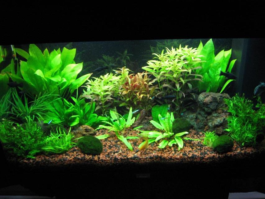 Rated #30: 35 Gallons Planted Tank - overview Rated #30: 35 Gallons Planted Tank - overview