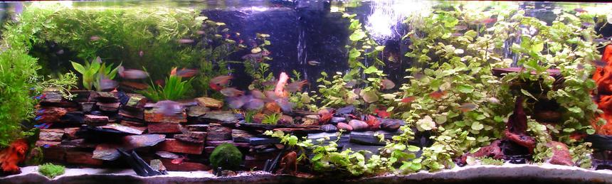 Rated #46: 150 Gallons Planted Tank - A new picture from 9-16-2010. Click for a clearer image for some reason the thumbnail is super blurry... Rated #46: 150 Gallons Planted Tank - A new picture from 9-16-2010. Click for a clearer image for some reason the thumbnail is super blurry...