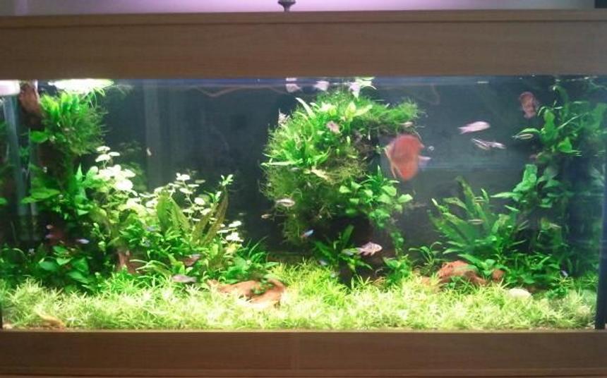 Rated #43: 75 Gallons Planted Tank - Simple planted tank. Rated #43: 75 Gallons Planted Tank - Simple planted tank.
