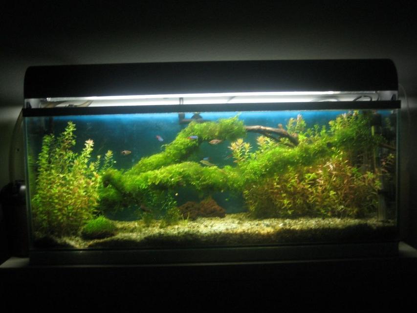 Rated #67: 12 Gallons Planted Tank - Planted fish tank. Rated #67: 12 Gallons Planted Tank - Planted fish tank.